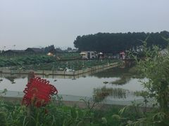 -同銮特种养殖场·龙虾垂钓