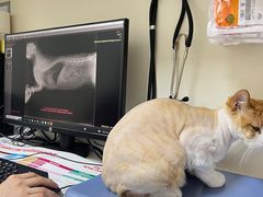 -全心全意连锁动物医院·特色中医诊疗(会城门分院)