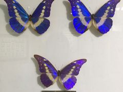 -上海昆虫博物馆