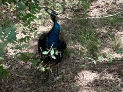 -北京麋鹿生态实验中心