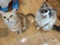 -是阿柴呀！柴犬咖啡·爱喵喵猫咖