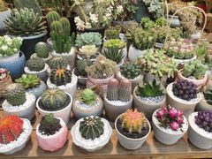 -双季花艺园艺市场(浦东店)