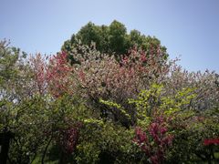 -南汇桃花村