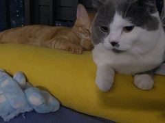 -光明刘冰乳鸽店(光明法政北路店)