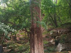 -北京上方山国家森林公园