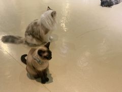 -藏猫猫咖啡主题馆(中央大道店)