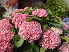 -双季花艺园艺市场(浦东店)