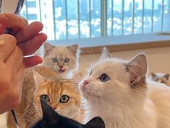 -有喵·猫咖·狗咖·30几只猫10只小狗(岗厦店)