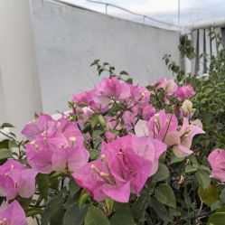 点击看大图 -维倪月子会所(独栋庭院·南海店)