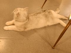 -飞行喵MR PILOT|猫舍·猫咖(静安大融城店)