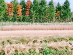 -上海长兴岛郊野公园