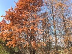 -瑶湖郊野森林公园