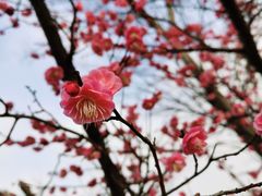 -鲍师傅糕点(观前街店)