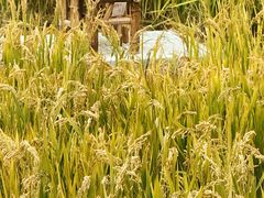 -小陆莲花蟹园农家乐(莲花岛店)