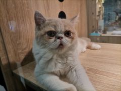 -BABIT巴比特宠物(MOMOPARK店)