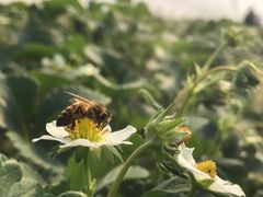 -青浦采草莓天天草莓园
