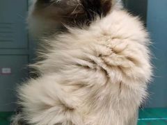 -喵喵咪呀布偶猫咖(春熙路店)