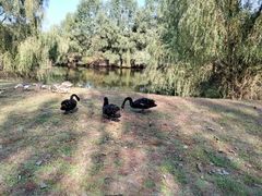 -长白岛森林公园