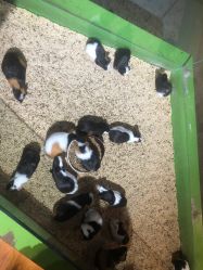 -未来动物城动物主题公园(大悦城店)