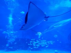 -烟台海昌鲸鲨海洋公园