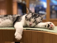 -CAT’S MEWSTAR CAFE·喵星球猫屋(晴湾咖啡店)