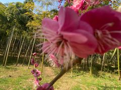 -苏州上方山国家森林公园