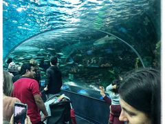 -瑞普利水族馆