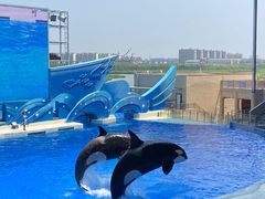 -上海海昌海洋公园