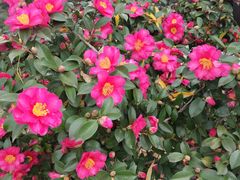 -日出青木·杭帮菜名店