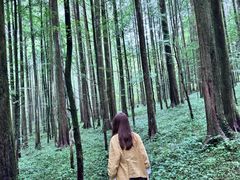 -武陵山森林公园
