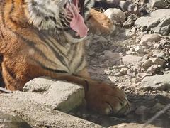 -栾川竹海野生动物园