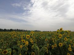 -汉长安城未央宫国家考古遗址公园