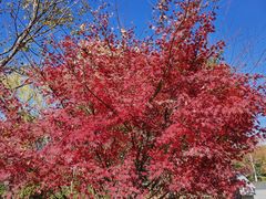 -昆山城市生态森林公园