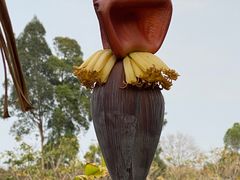 -丹樱生态园