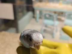 -怪兽屋·羊驼·猫咖·狗咖(俊华广场店)