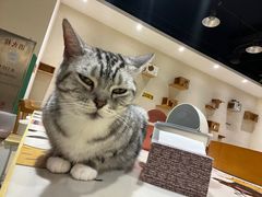 -藏猫猫咖啡主题馆(中央大道店)