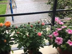 -龙大花卉苗木市场