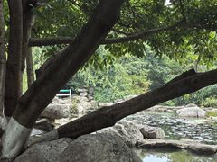 -神仙树公园