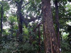 -广州兰圃