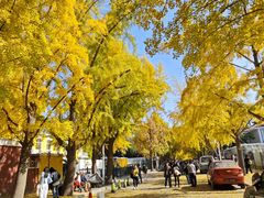 -三里屯东五街银杏大道