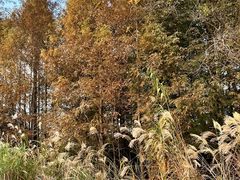 -长田漾湿地公园