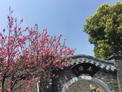 -南汇水蜜桃采摘(大团店)