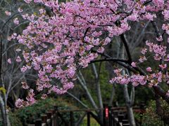 -顾村公园