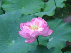 -陈家山荷花公园