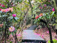 -贵州百里杜鹃风景名胜区