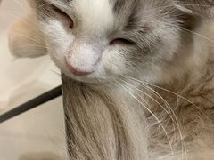 -飞行喵MR PILOT|猫舍·猫咖(静安大融城店)