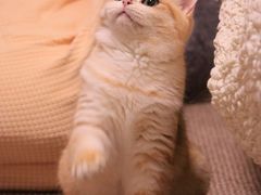 -猫大福·Fortune Cat猫舍(百子湾店)