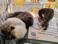 -平行世界·猫咖(首经贸店)