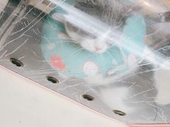 -安安宠医·臻爱宠物医院(簇锦北路分院)