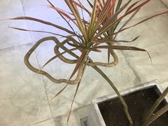 -爱视眼镜隐形眼镜美瞳护理液(书院店)